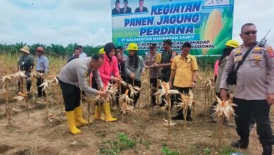 Kapolres Gunung Mas Ikuti Panen Raya Jagung di Manuhing, Dukung Ketahanan Pangan