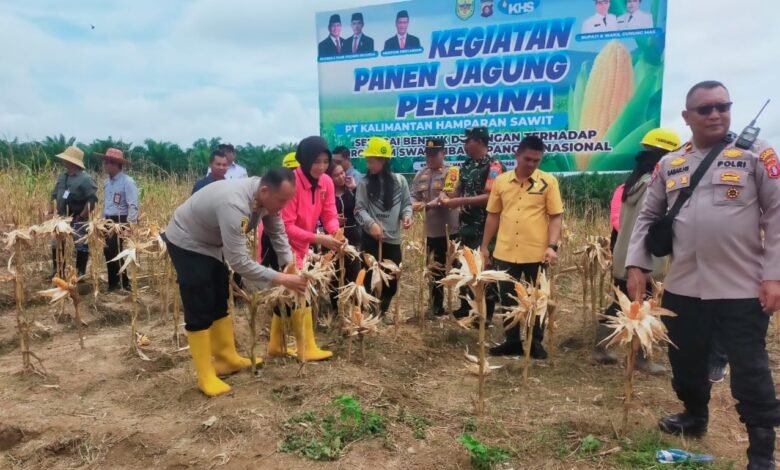 Kapolres Gunung Mas Ikuti Panen Raya Jagung di Manuhing, Dukung Ketahanan Pangan