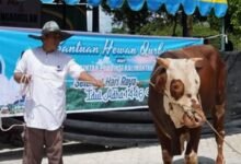 Bantuan 30 Sapi Kurban dari Gubernur Kalteng Disalurkan ke Barito Utara