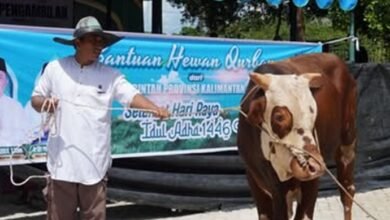 Bantuan 30 Sapi Kurban dari Gubernur Kalteng Disalurkan ke Barito Utara