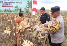 Panen Jagung Bareng Presiden, Polres Barito Utara Dukung Swasembada Pangan