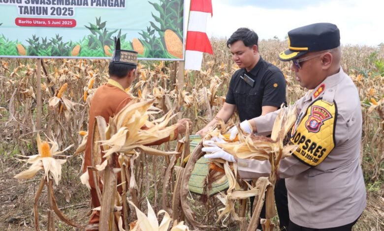 Panen Jagung Bareng Presiden, Polres Barito Utara Dukung Swasembada Pangan