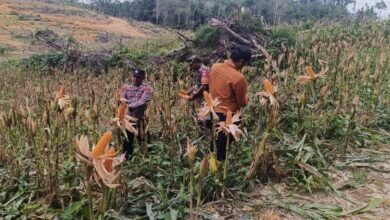 Polsek Kurun dan PT ATA Sukses Panen 1 Ton Jagung Hibrida