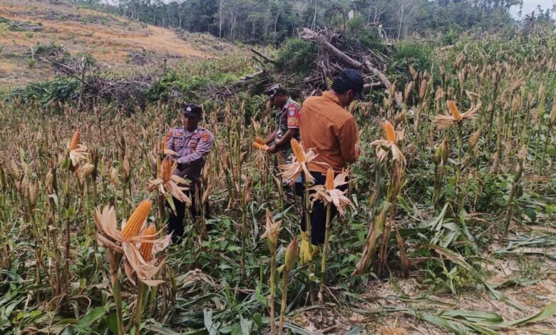 Polsek Kurun dan PT ATA Sukses Panen 1 Ton Jagung Hibrida Polsek Kurun dan PT ATA Sukses Panen 1 Ton Jagung Hibrida