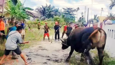 Kacau! Sapi Kurban Stres Kabur ke Jalan Pemukiman Saat Akan Disembelih