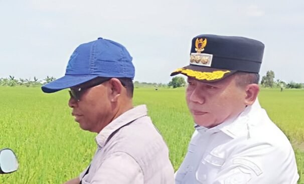 Jelang Panen Raya, DPRD dan Bupati Tinjau Lahan Padi Unggulan Terusan