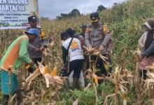 Polres Barito Utara Kawal Panen Jagung Tahap III di Desa Sei Rahayu I