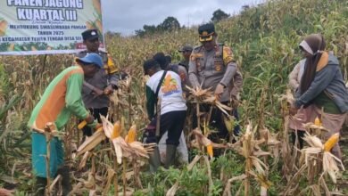 Polres Barito Utara Kawal Panen Jagung Tahap III di Desa Sei Rahayu I