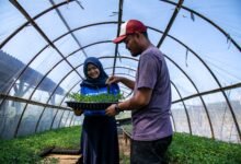 Dorong Ketahanan Pangan, Jamkrindo Jamin Sektor Pertanian Rp 35,78 Triliun