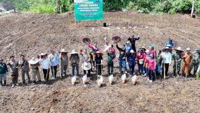 Bupati Murung Raya Tanam Jagung Hibrida untuk Dukung Swasembada Pangan
