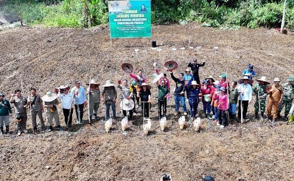 Bupati Murung Raya Tanam Jagung Hibrida untuk Dukung Swasembada Pangan Bupati Murung Raya Tanam Jagung Hibrida untuk Dukung Swasembada Pangan