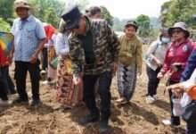 Bupati Murung Raya Hadiri Tanam Padi Gogo sebagai Upaya Peningkatan Ketahanan Pangan