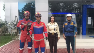 Petugas Damkarmat Barito Utara Evakuasi Ular di Halaman Kantor BRI Muara Teweh Petugas Damkarmat Barito Utara Evakuasi Ular di Halaman Kantor BRI Muara Teweh