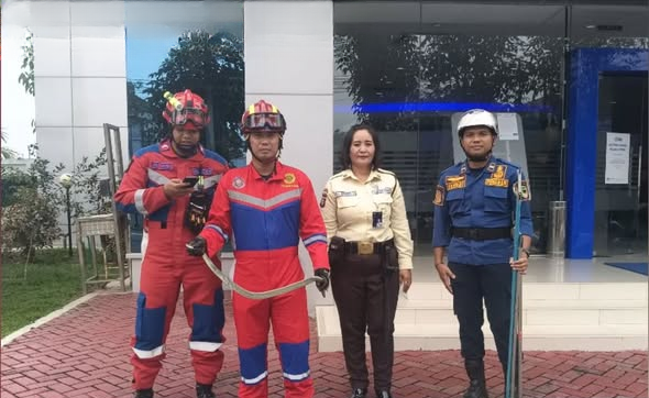 Petugas Damkarmat Barito Utara Evakuasi Ular di Halaman Kantor BRI Muara Teweh Petugas Damkarmat Barito Utara Evakuasi Ular di Halaman Kantor BRI Muara Teweh