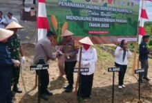 Wujud Sinergi Lintas Sektor, Tanam Jagung Serentak Dukung Swasembada Pangan Wujud Sinergi Lintas Sektor, Tanam Jagung Serentak Dukung Swasembada Pangan