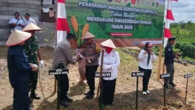 Wujud Sinergi Lintas Sektor, Tanam Jagung Serentak Dukung Swasembada Pangan