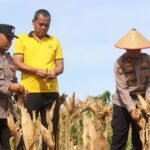 Polres Gunung Mas Gelar Panen Raya Jagung, Libatkan Pelajar SMKN 1 Kuala Kurun