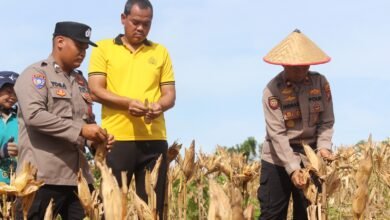 Polres Gunung Mas Gelar Panen Raya Jagung, Libatkan Pelajar SMKN 1 Kuala Kurun