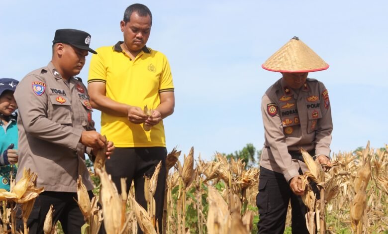 Polres Gunung Mas Gelar Panen Raya Jagung, Libatkan Pelajar SMKN 1 Kuala Kurun