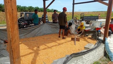Hasil Panen Capai 4 Ton, Polsek Manuhing Pastikan Pengolahan Jagung Berjalan Optimal Hasil Panen Capai 4 Ton, Polsek Manuhing Pastikan Pengolahan Jagung Berjalan Optimal