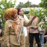 Pesan Ketua TP PKK Barito Utara Saat Panen Raya Jambu Kristal