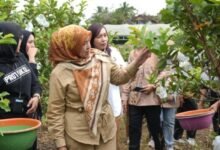 Pesan Ketua TP PKK Barito Utara Saat Panen Raya Jambu Kristal