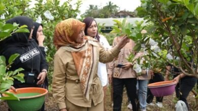 Pesan Ketua TP PKK Barito Utara Saat Panen Raya Jambu Kristal