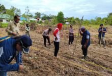 Sinergi Berlanjut, Lahan Demonstration Plot Jadi Pusat Tanam Jagung