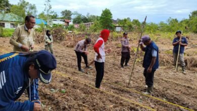 Sinergi Berlanjut, Lahan Demonstration Plot Jadi Pusat Tanam Jagung Sinergi Berlanjut, Lahan Demonstration Plot Jadi Pusat Tanam Jagung