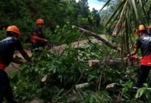 TRC BPBD Evakuasi Pohon Tumbang Tutup Akses di Malawaken