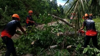 TRC BPBD Evakuasi Pohon Tumbang Tutup Akses di Malawaken