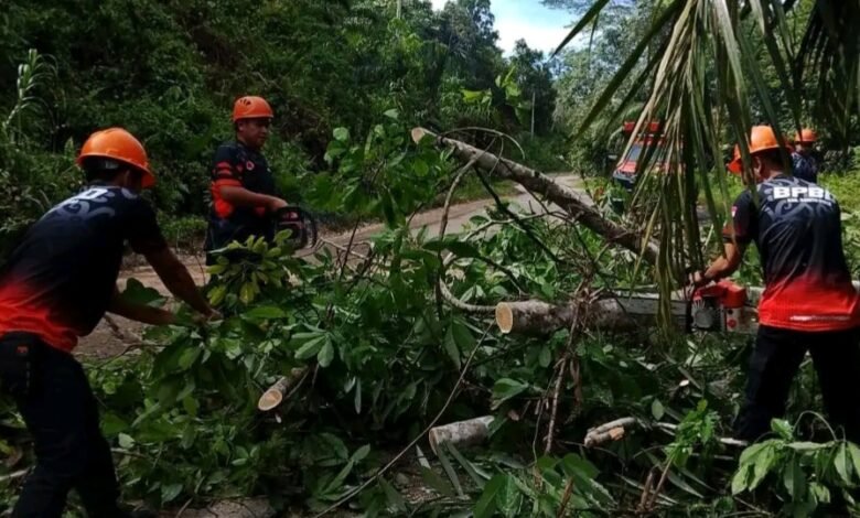 TRC BPBD Evakuasi Pohon Tumbang Tutup Akses di Malawaken