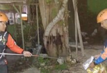 Gegerkan Warga, BPBD Evakuasi Ular di Rumdin RSUD Muara Teweh
