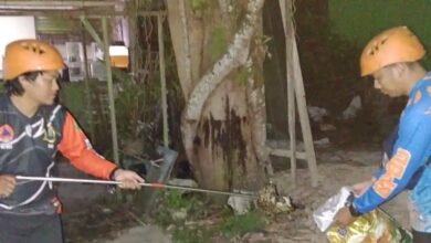 Gegerkan Warga, BPBD Evakuasi Ular di Rumdin RSUD Muara Teweh