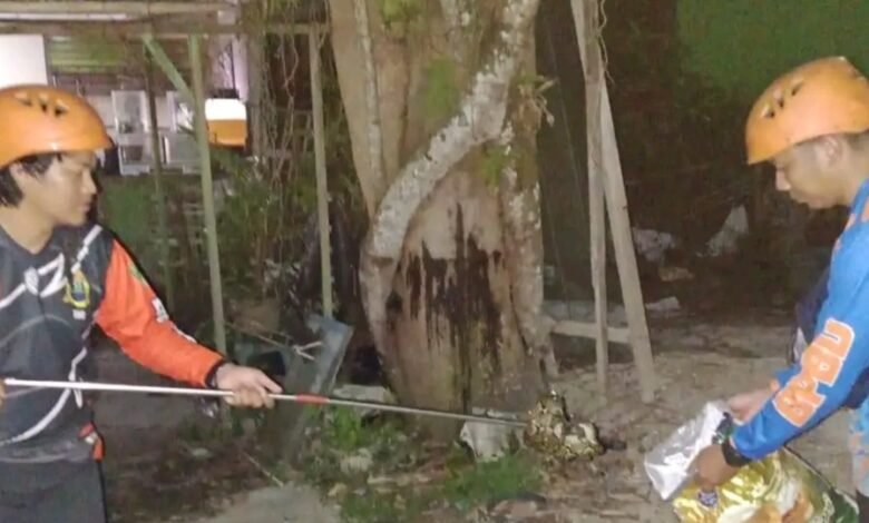 Gegerkan Warga, BPBD Evakuasi Ular di Rumdin RSUD Muara Teweh