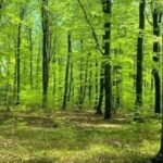 Investor Minta Kepastian Hukum Soal Praktik Jual Beli Lahan PPKH di Barito Utara