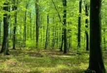 Investor Minta Kepastian Hukum Soal Praktik Jual Beli Lahan PPKH di Barito Utara Investor Minta Kepastian Hukum Soal Praktik Jual Beli Lahan PPKH di Barito Utara