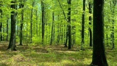 Investor Minta Kepastian Hukum Soal Praktik Jual Beli Lahan PPKH di Barito Utara Investor Minta Kepastian Hukum Soal Praktik Jual Beli Lahan PPKH di Barito Utara