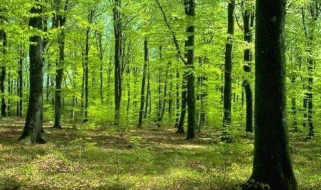 Investor Minta Kepastian Hukum Soal Praktik Jual Beli Lahan PPKH di Barito Utara