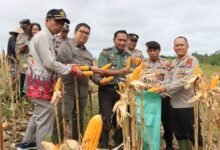 Polres Gunung Mas Panen 1,5 Ton Jagung, Perkuat Ketahanan Pangan Daerah