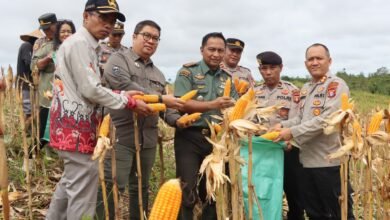 Polres Gunung Mas Panen 1,5 Ton Jagung, Perkuat Ketahanan Pangan Daerah
