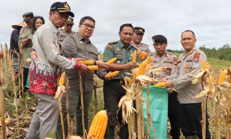 Polres Gunung Mas Panen 1,5 Ton Jagung, Perkuat Ketahanan Pangan Daerah