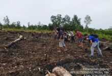 Polsek Sepang Laksanakan Penanaman Jagung Kuartal I 2026 Dukung Ketahanan Pangan Nasional