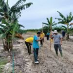 Sinergi Polri dan Masyarakat, Polsek Manuhing Kembangkan Jagung Hibrida