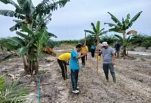 Sinergi Polri dan Masyarakat, Polsek Manuhing Kembangkan Jagung Hibrida