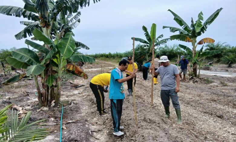 Sinergi Polri dan Masyarakat, Polsek Manuhing Kembangkan Jagung Hibrida