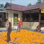 Halaman Mapolsek Rungan Jadi Lokasi Penjemuran Jagung, Polri Dukung Swasembada Pangan