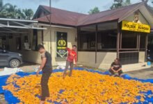 Halaman Mapolsek Rungan Jadi Lokasi Penjemuran Jagung, Polri Dukung Swasembada Pangan