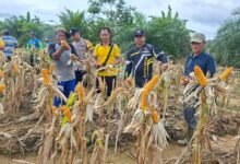 Sinergi Polisi dan Petani, 2,5 Ton Jagung Dipanen di Lahan Binaan Polsek Manuhing Sinergi Polisi dan Petani, 2,5 Ton Jagung Dipanen di Lahan Binaan Polsek Manuhing