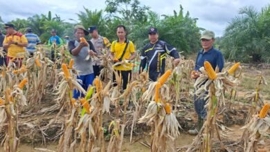 Sinergi Polisi dan Petani, 2,5 Ton Jagung Dipanen di Lahan Binaan Polsek Manuhing